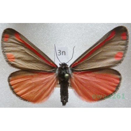 Tyria jacobaeae (Linnaeus, 1758) Czech3n